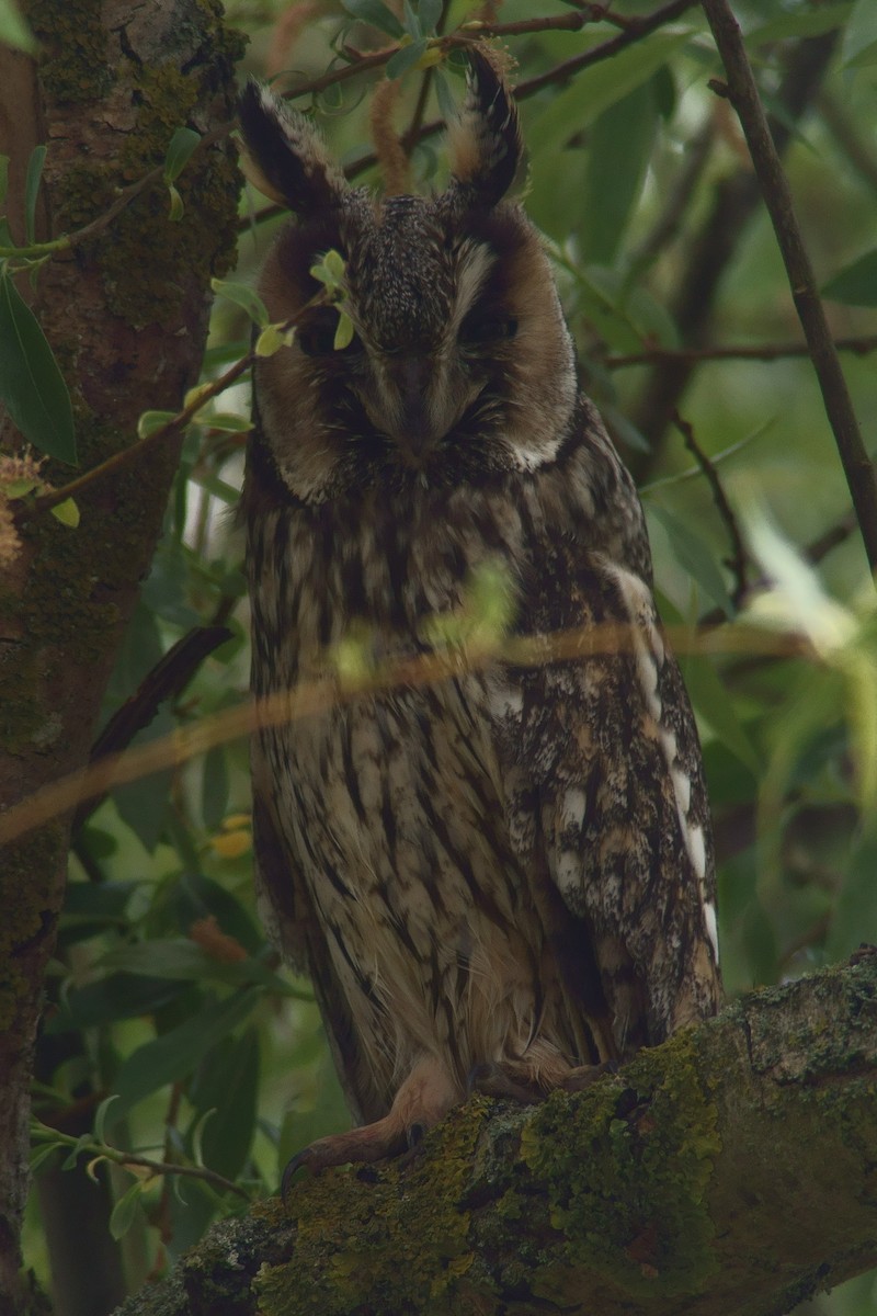 Long-eared Owl - Simon Steiger