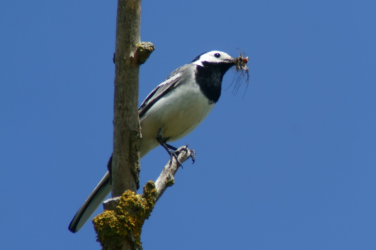White Wagtail (White-faced) - ML204136691