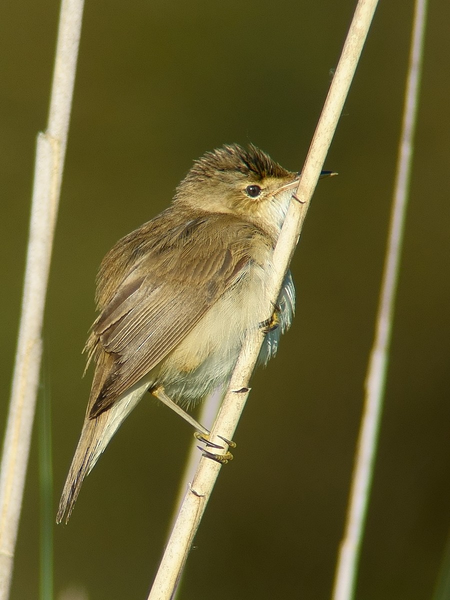 Common Reed Warbler (Common) - ML204136761