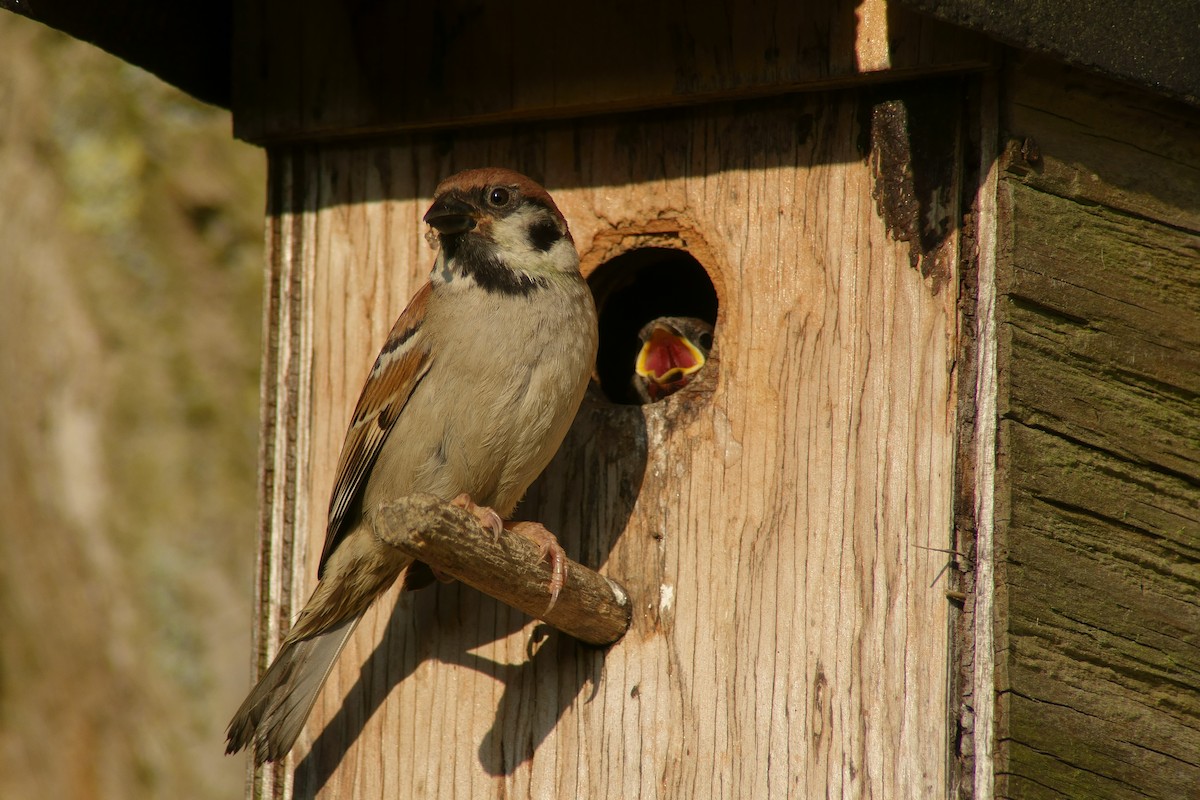Eurasian Tree Sparrow - ML204136791