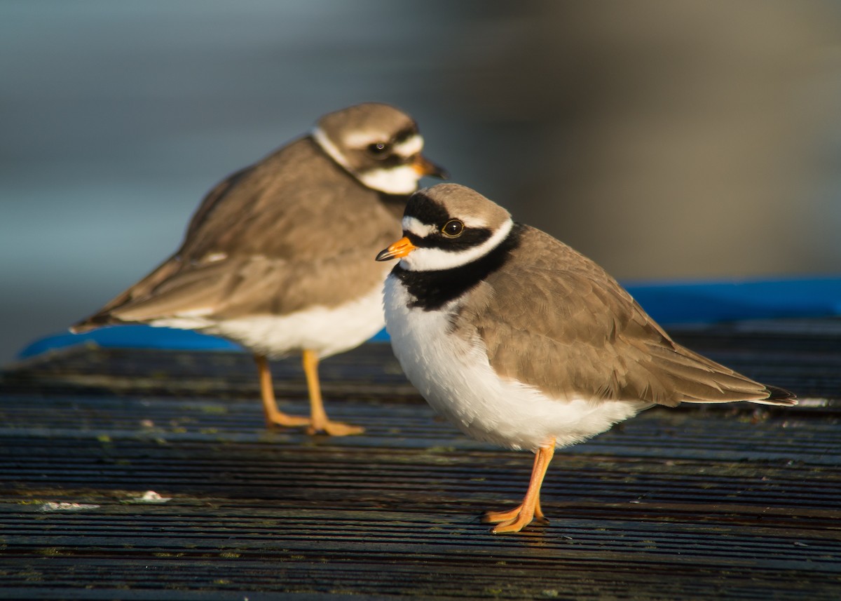 Common Ringed Plover - ML204136801
