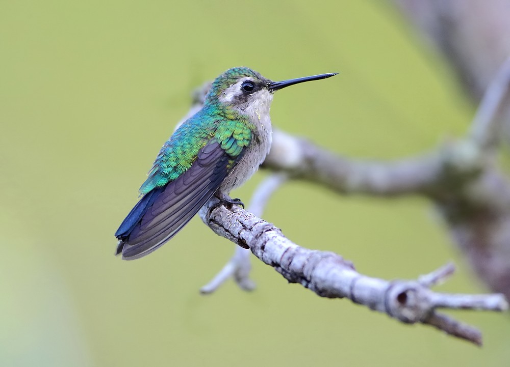 Blue-tailed Emerald - ML204137051