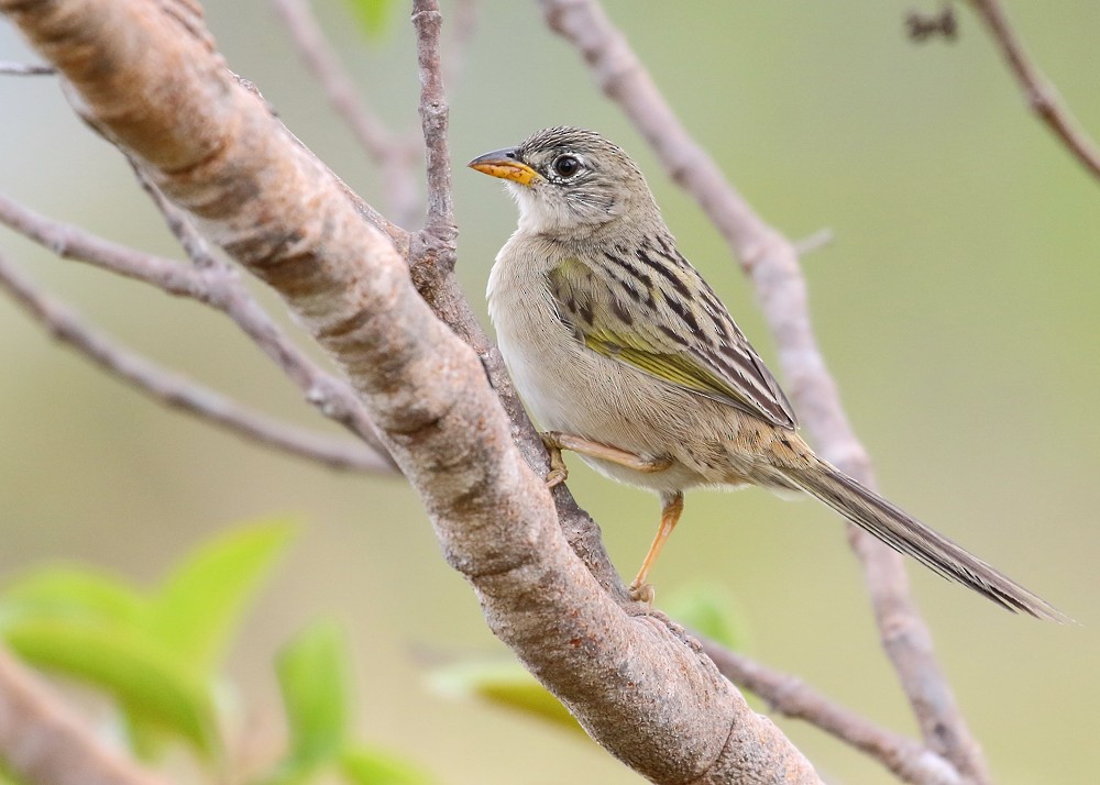 Wedge-tailed Grass-Finch - Anselmo  d'Affonseca