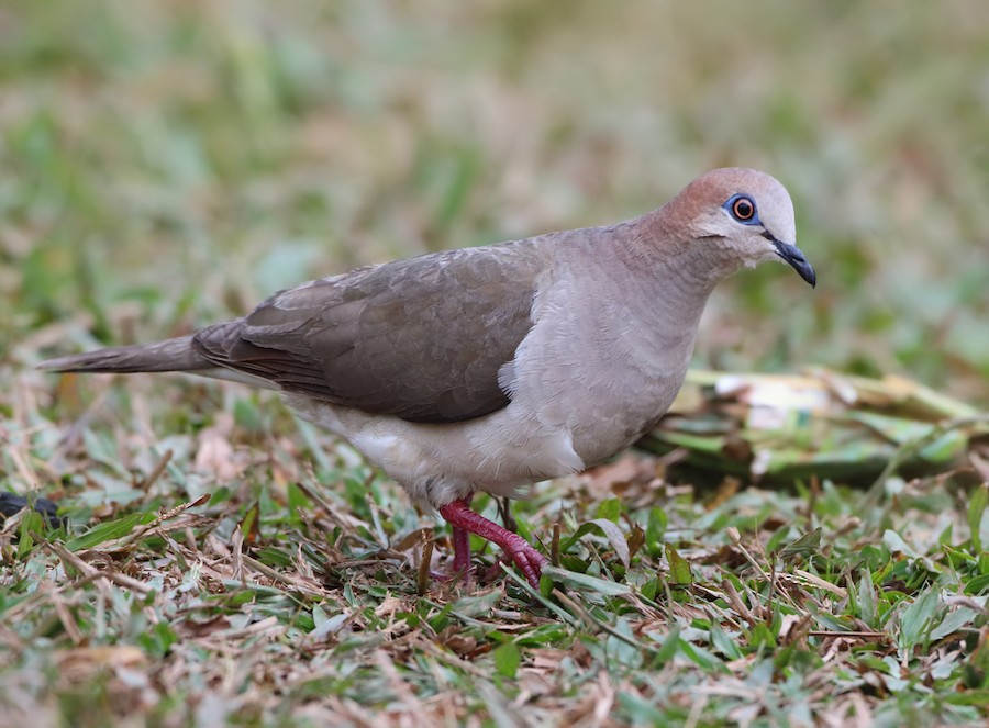 White-tipped Dove (brasiliensis Group) - eBird