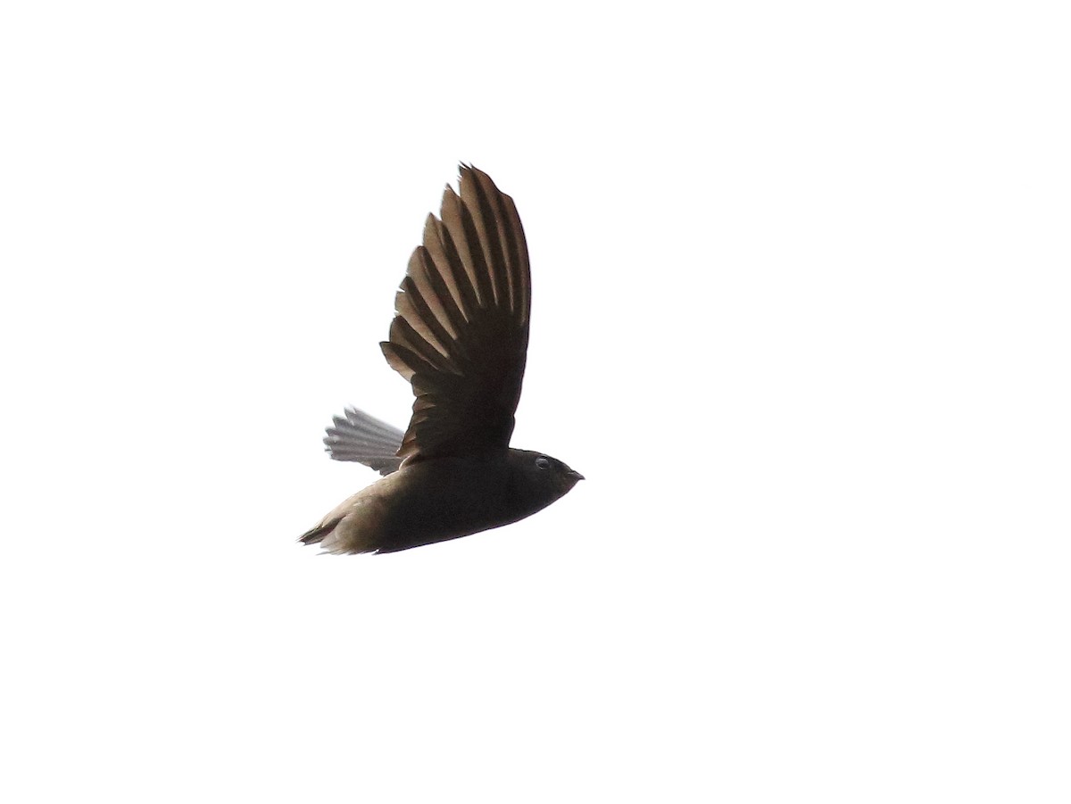 Short-tailed Swift - Anselmo  d'Affonseca