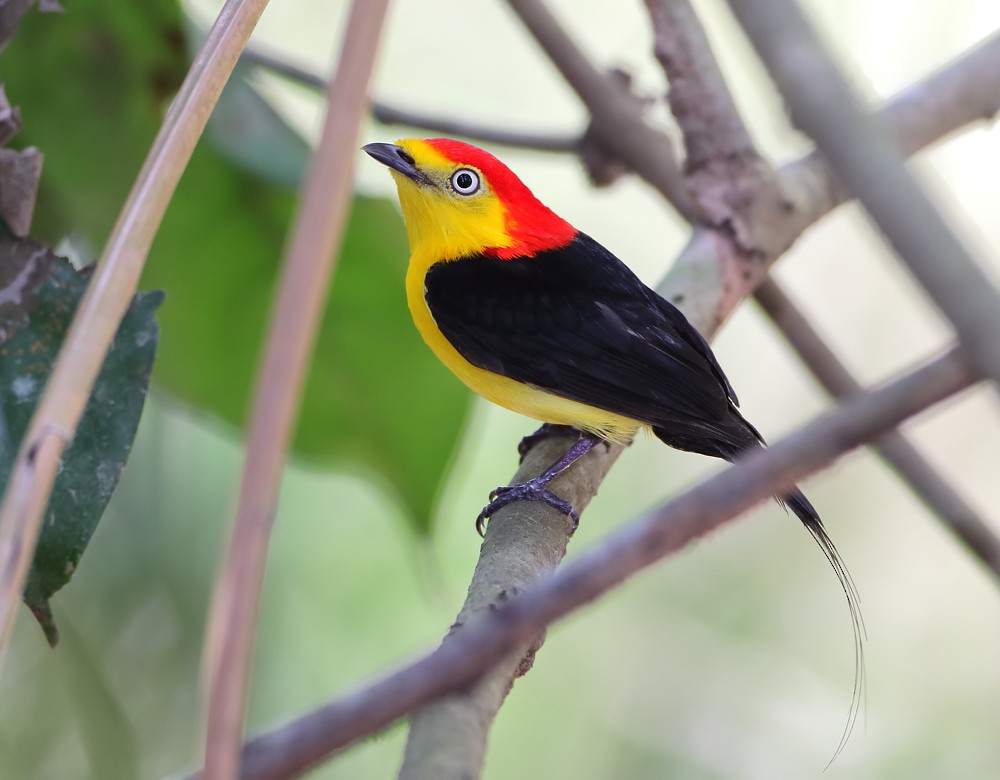 Wire-tailed Manakin - Anselmo  d'Affonseca