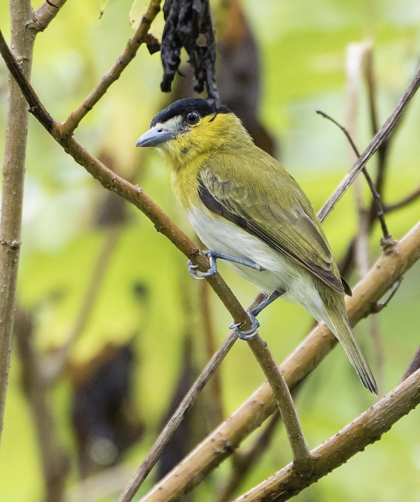 Green-backed Becard (Yellow-cheeked) - ML204137441