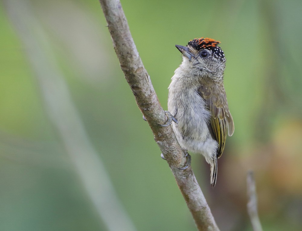 Fine-barred Piculet - ML204137451