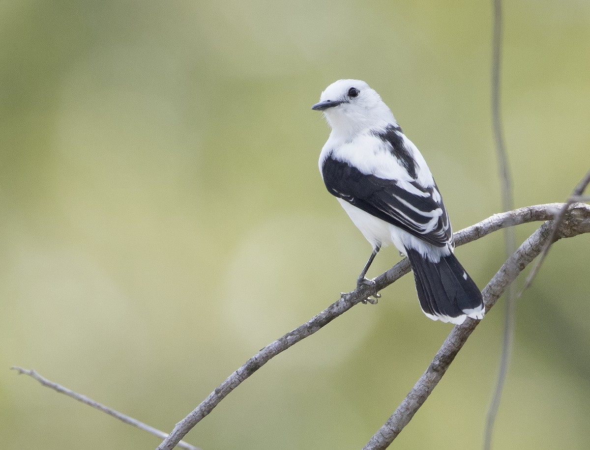 Pied Water-Tyrant - Anselmo  d'Affonseca