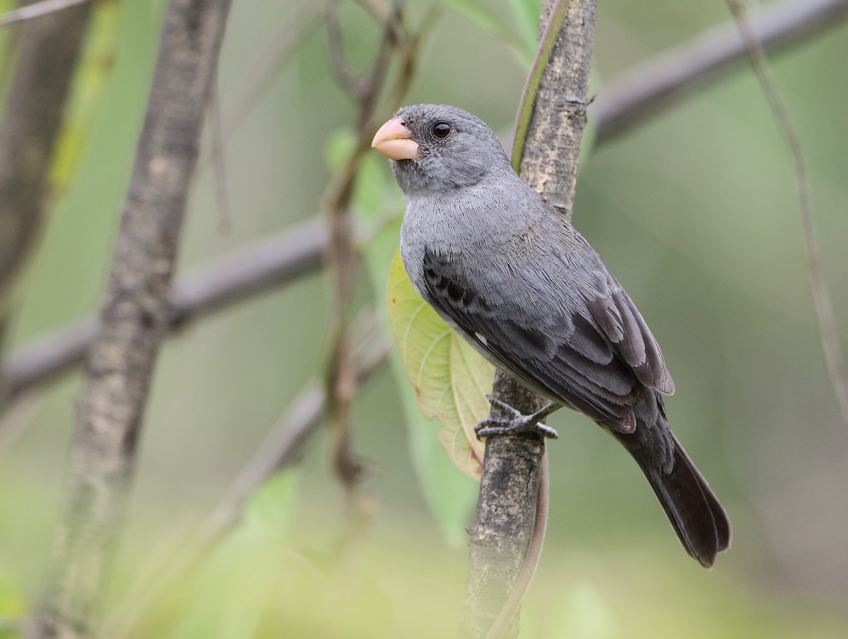 Gray Seedeater - ML204137541