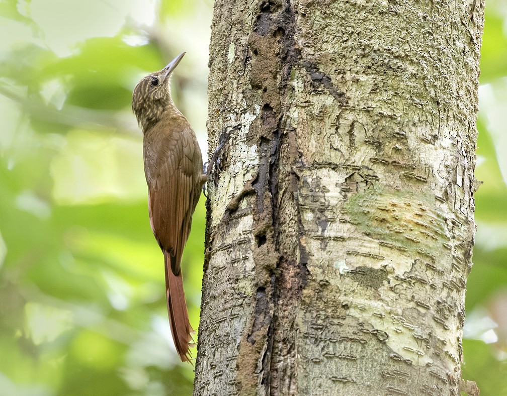 Long-tailed Woodcreeper (Northern) - Anselmo  d'Affonseca