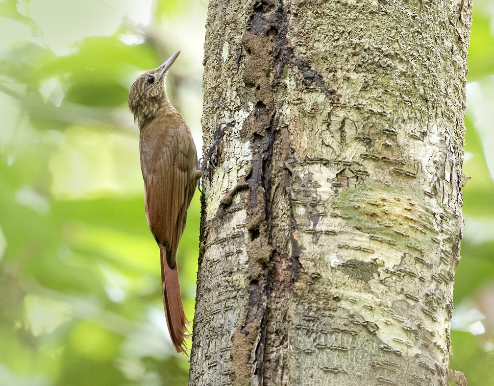 Trepatroncos Colilargo (longicauda) - eBird