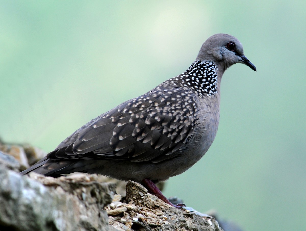Spotted Dove (Eastern) - jaysukh parekh Suman