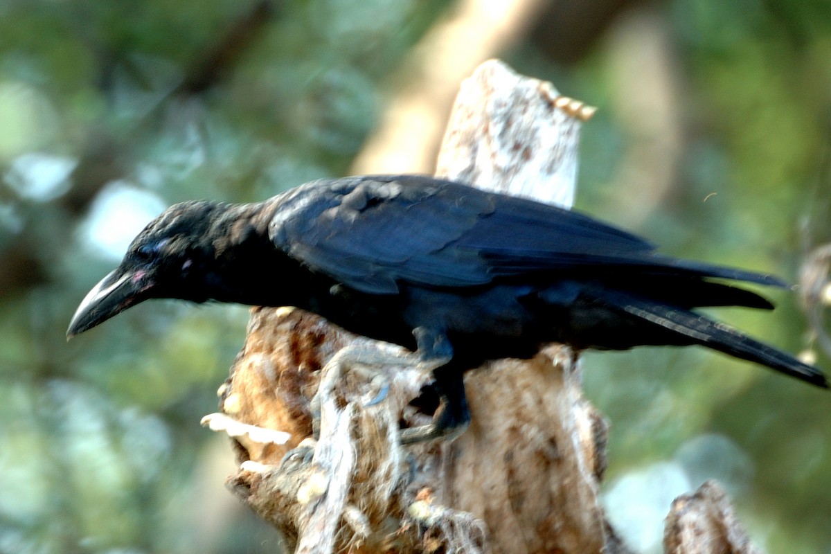 Large-billed Crow - jaysukh parekh Suman