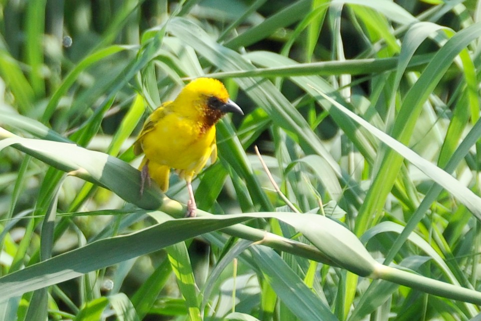 Southern Brown-throated Weaver - ML204138321