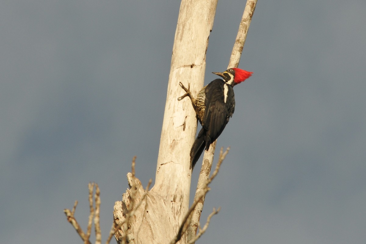 Lineated Woodpecker (Lineated) - Tom Heijnen