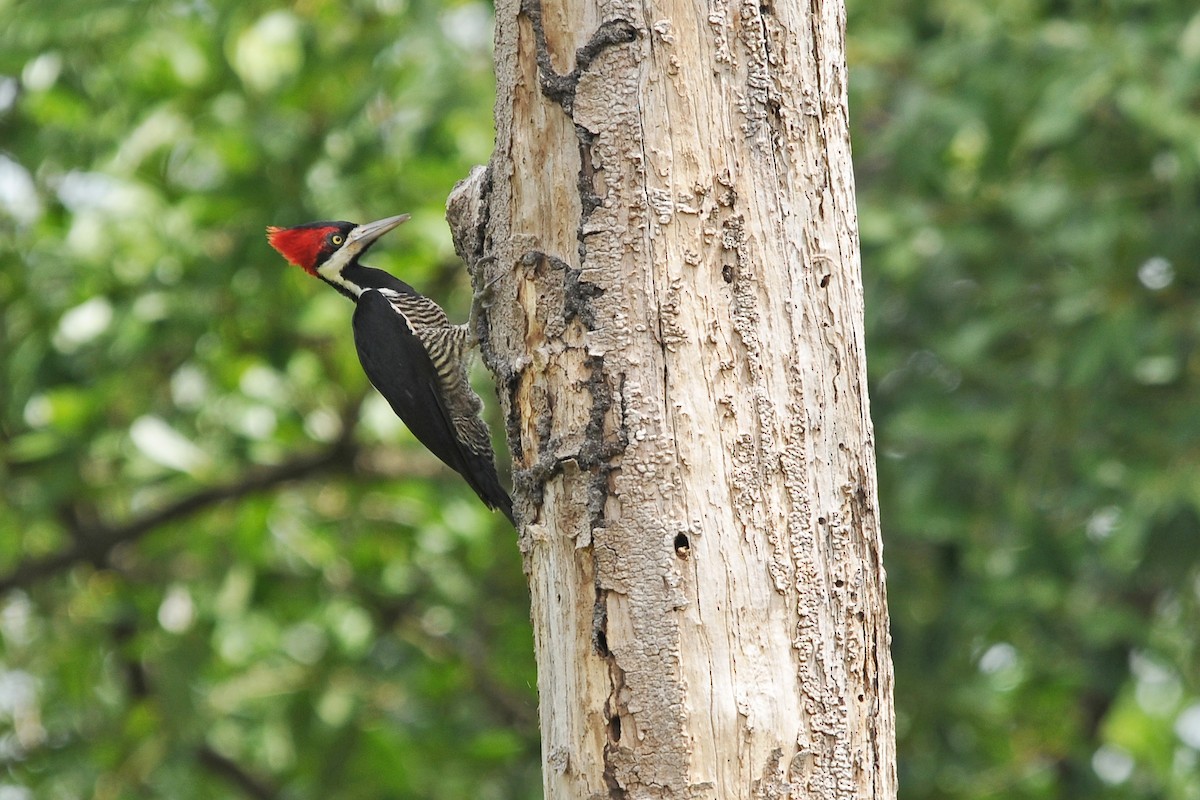 Crimson-crested Woodpecker - Tom Heijnen