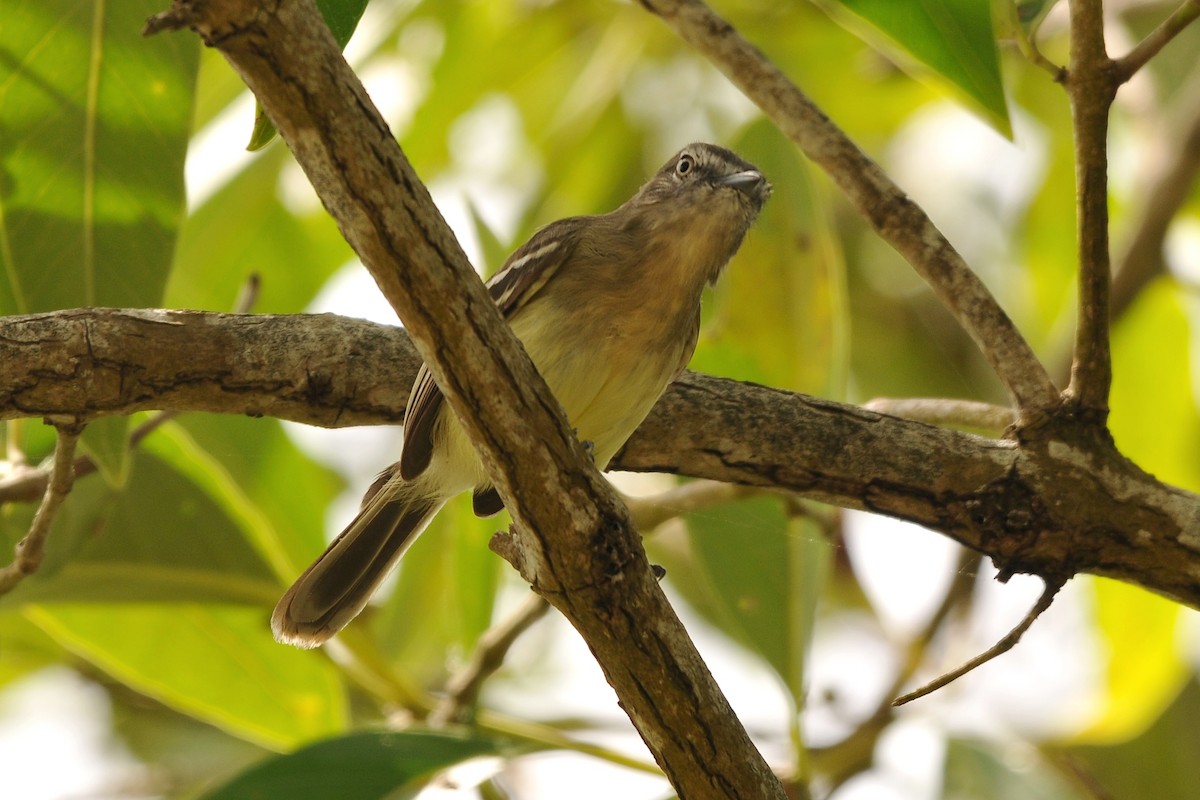 Pale-tipped Tyrannulet - ML204138531