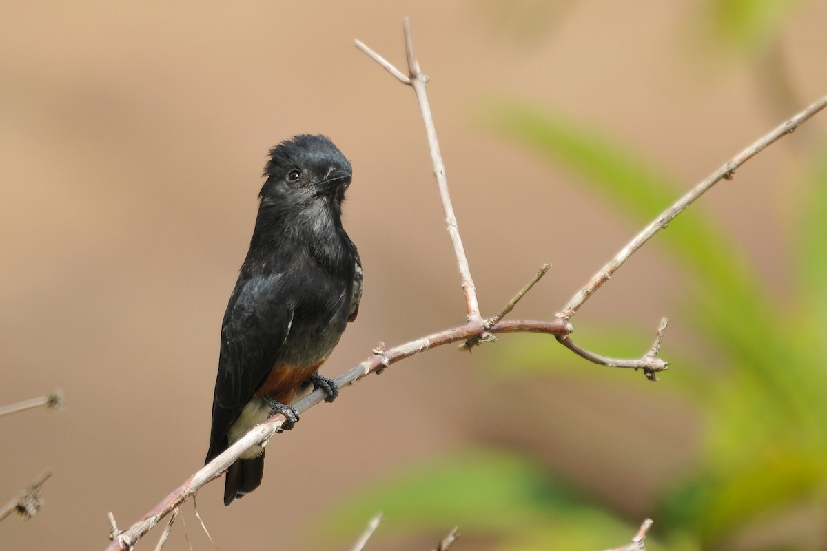 Swallow-winged Puffbird - Tom Heijnen