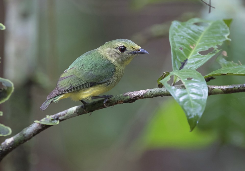White-fronted Manakin - Anselmo  d'Affonseca