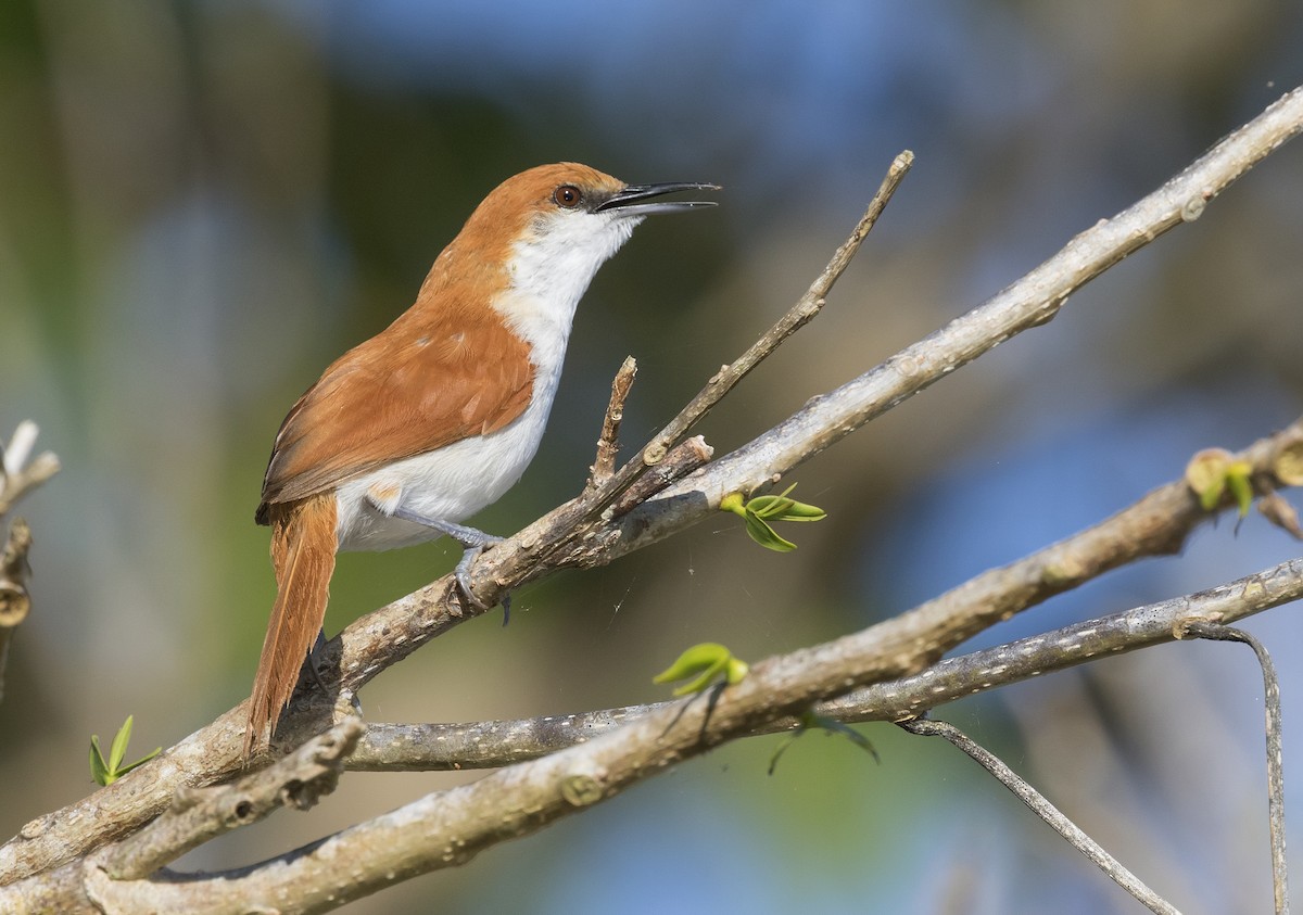 Red-and-white Spinetail - Anselmo  d'Affonseca