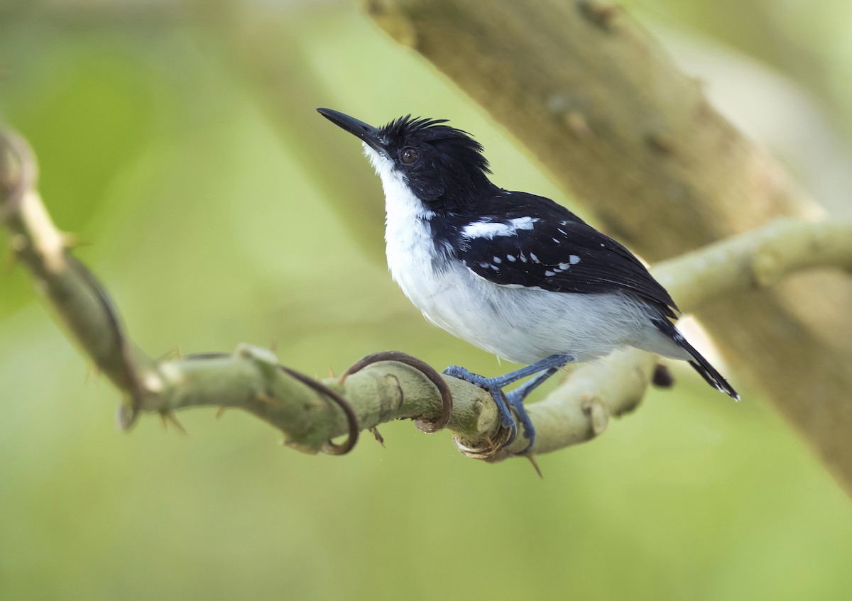 Black-and-white Antbird - Anselmo  d'Affonseca