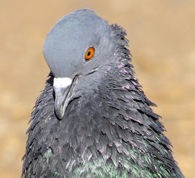 Photos - Rock Pigeon - Columba livia - Birds of the World