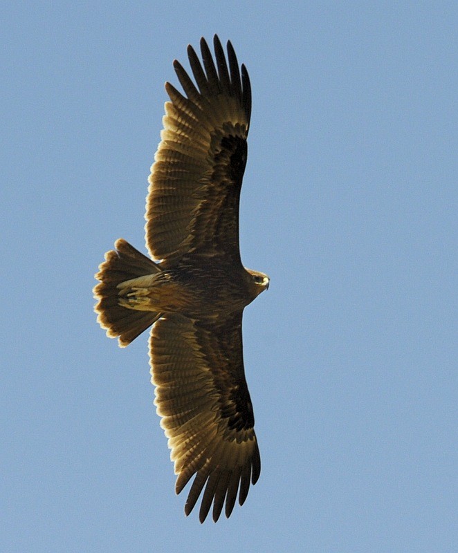 Greater Spotted Eagle - jaysukh parekh Suman