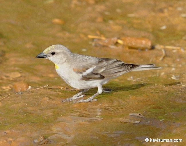Yellow-throated Sparrow - jaysukh parekh Suman
