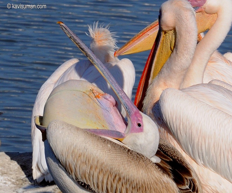 Great White Pelican - jaysukh parekh Suman