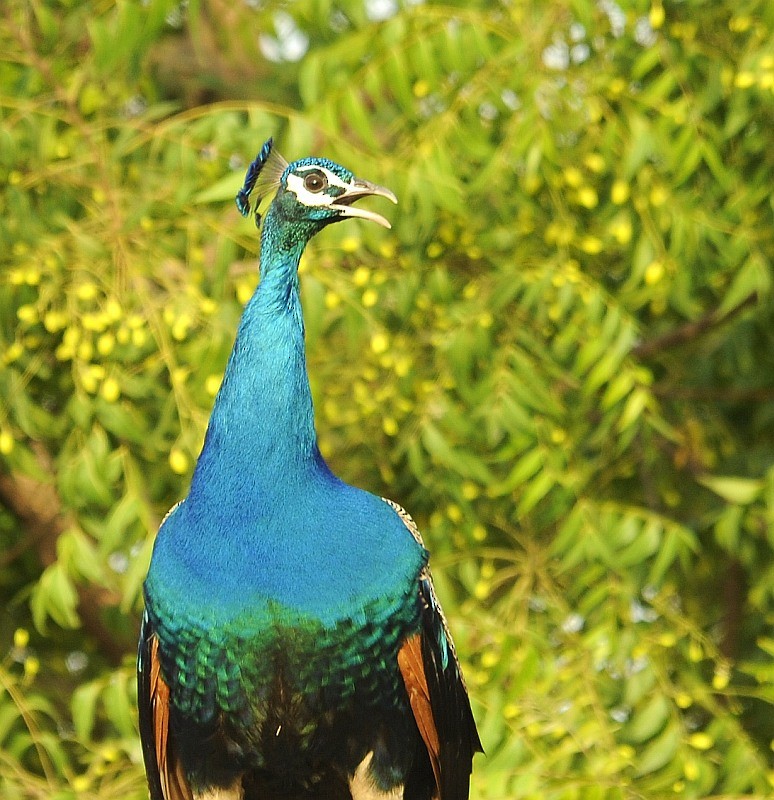 Indian Peafowl - jaysukh parekh Suman