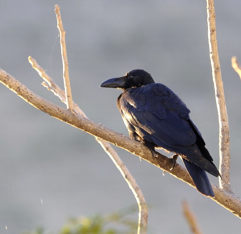Large-billed Crow - jaysukh parekh Suman