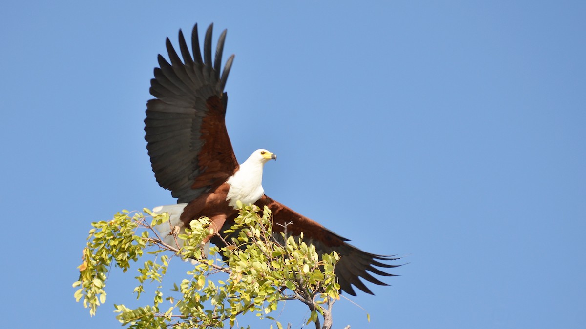African Fish-Eagle - ML204140301
