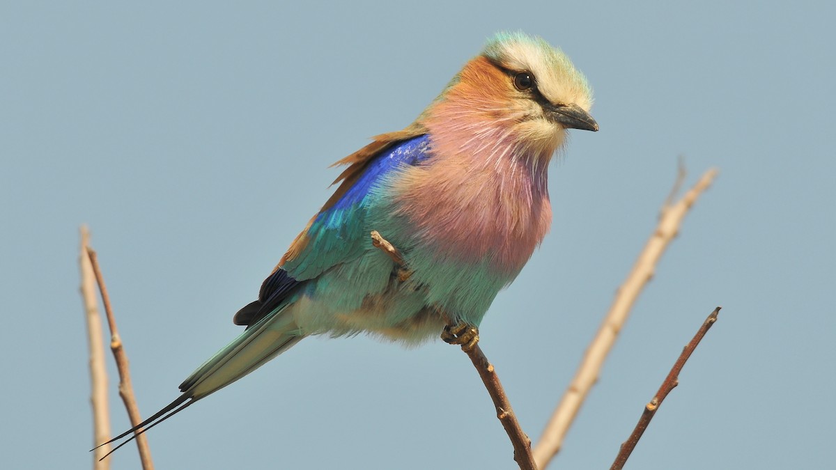 Lilac-breasted Roller (Lilac-breasted) - Tom Heijnen