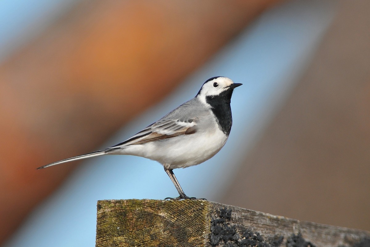 White Wagtail (White-faced) - ML204140601