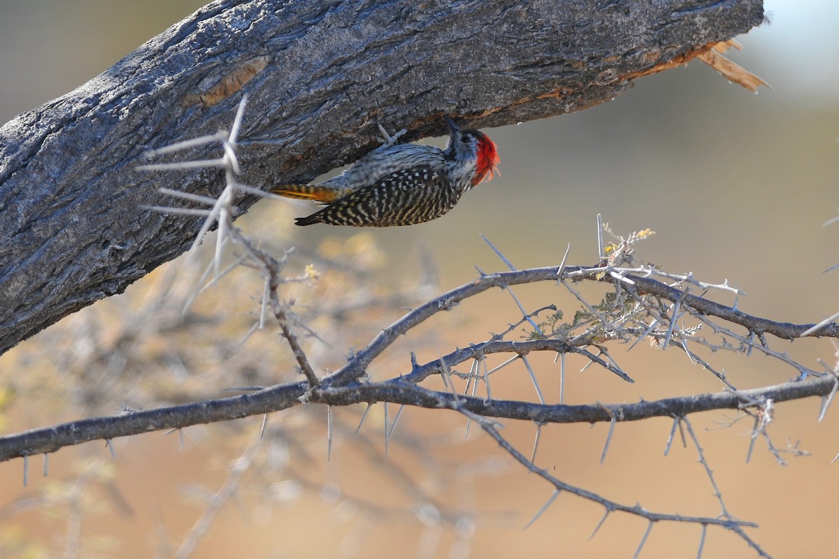 Cardinal Woodpecker - Tom Heijnen