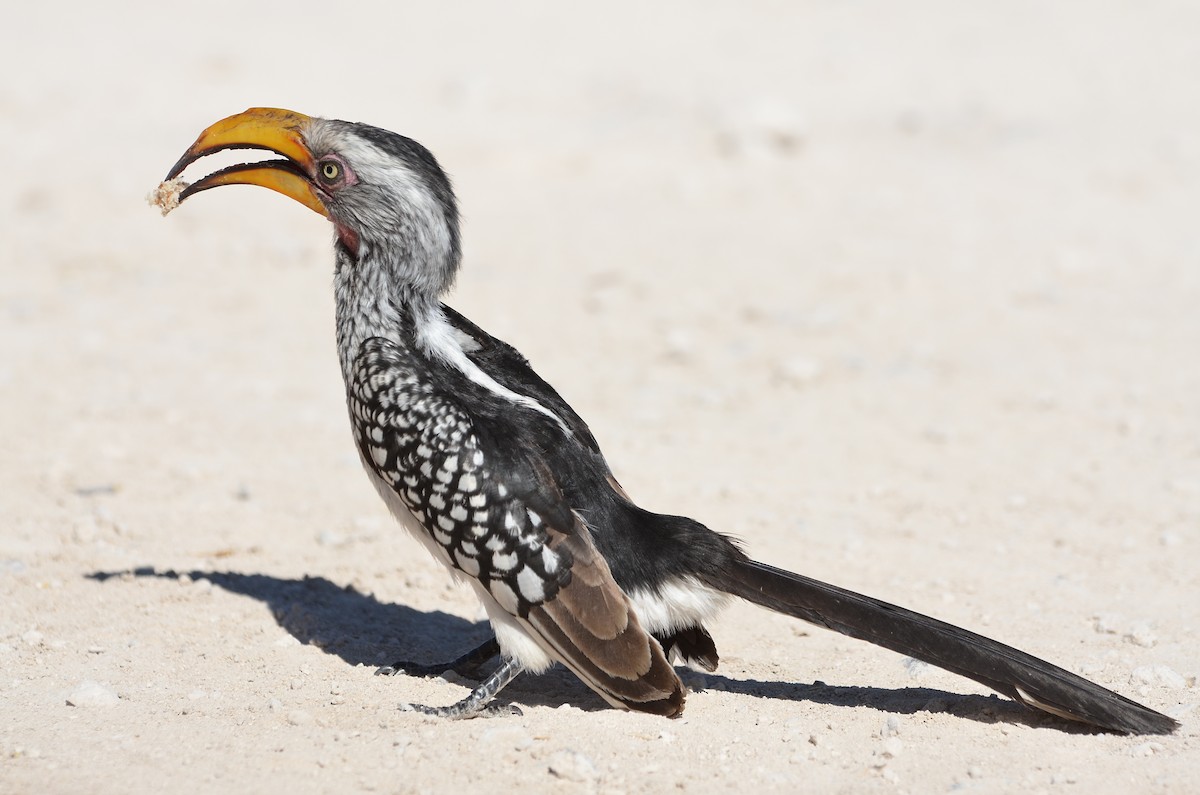 Southern Yellow-billed Hornbill - Tom Heijnen