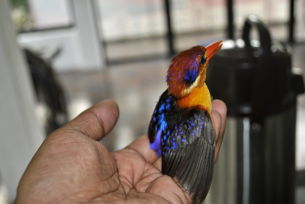 Black-backed Dwarf-Kingfisher - Jayanath Gampalage