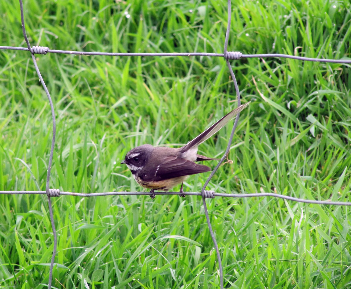 New Zealand Fantail - Anonymous