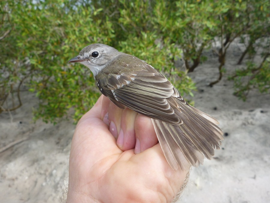 Lemon-bellied Flyrobin (Kimberley) - eBird