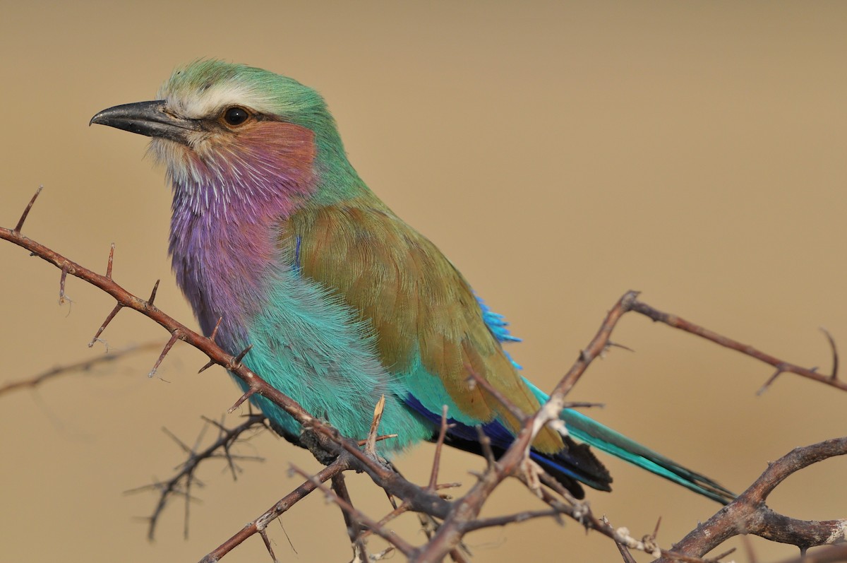 Lilac-breasted Roller (Lilac-breasted) - ML204142411