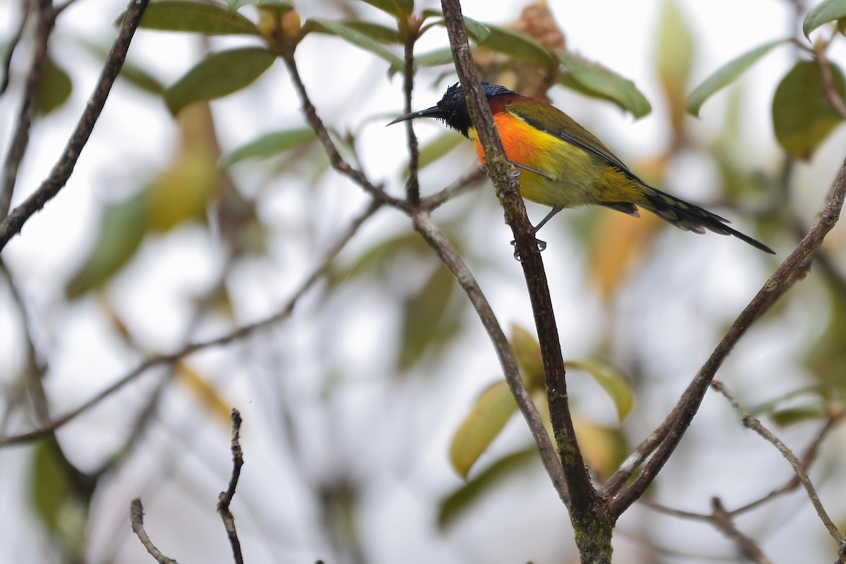 Green-tailed Sunbird (Doi Inthanon) - Tom Heijnen