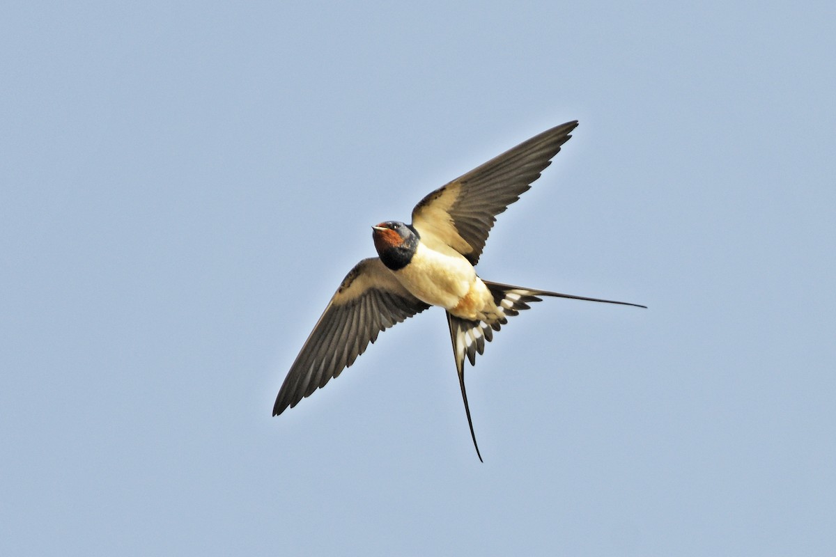 Barn Swallow (White-bellied) - Tom Heijnen