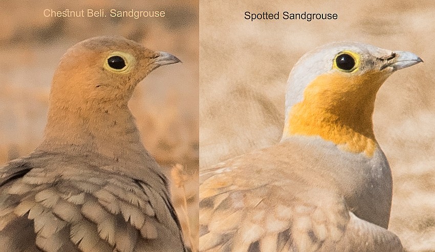 Spotted Sandgrouse - ML204143421