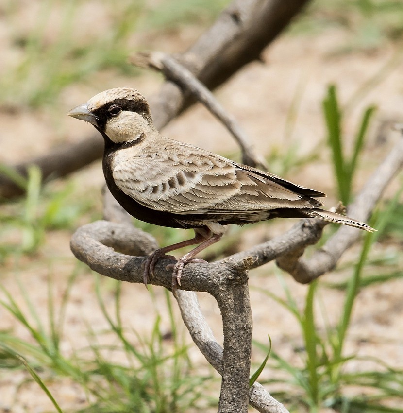 Ashy-crowned Sparrow-Lark - jaysukh parekh Suman
