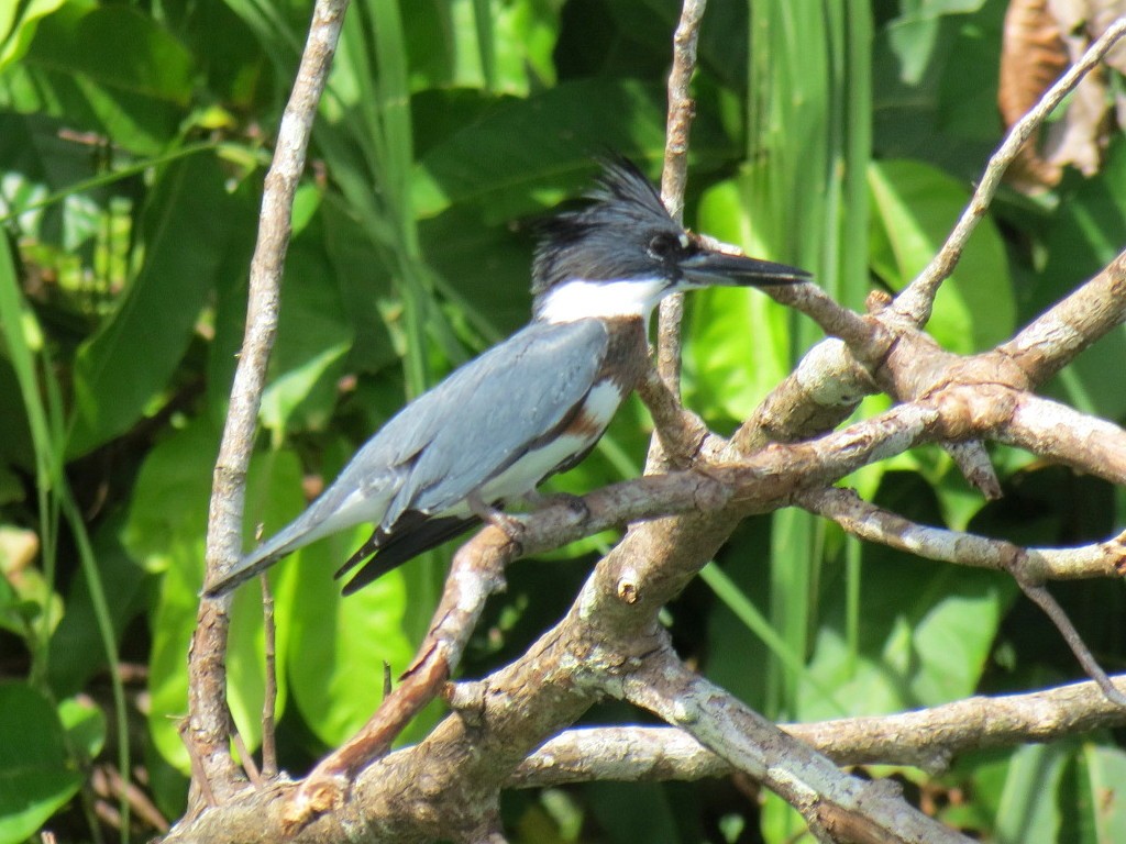 Belted Kingfisher - ML204143931
