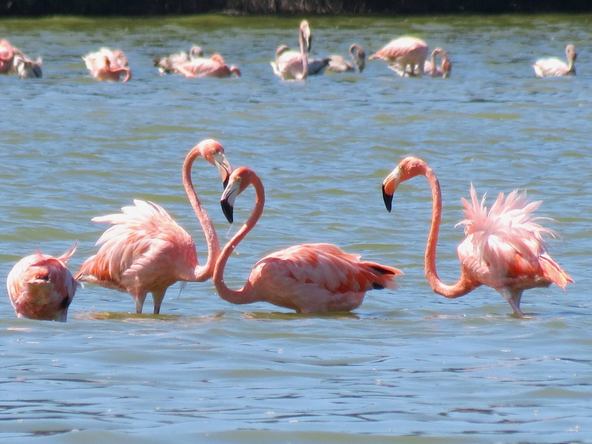 American Flamingo - Thore Noernberg