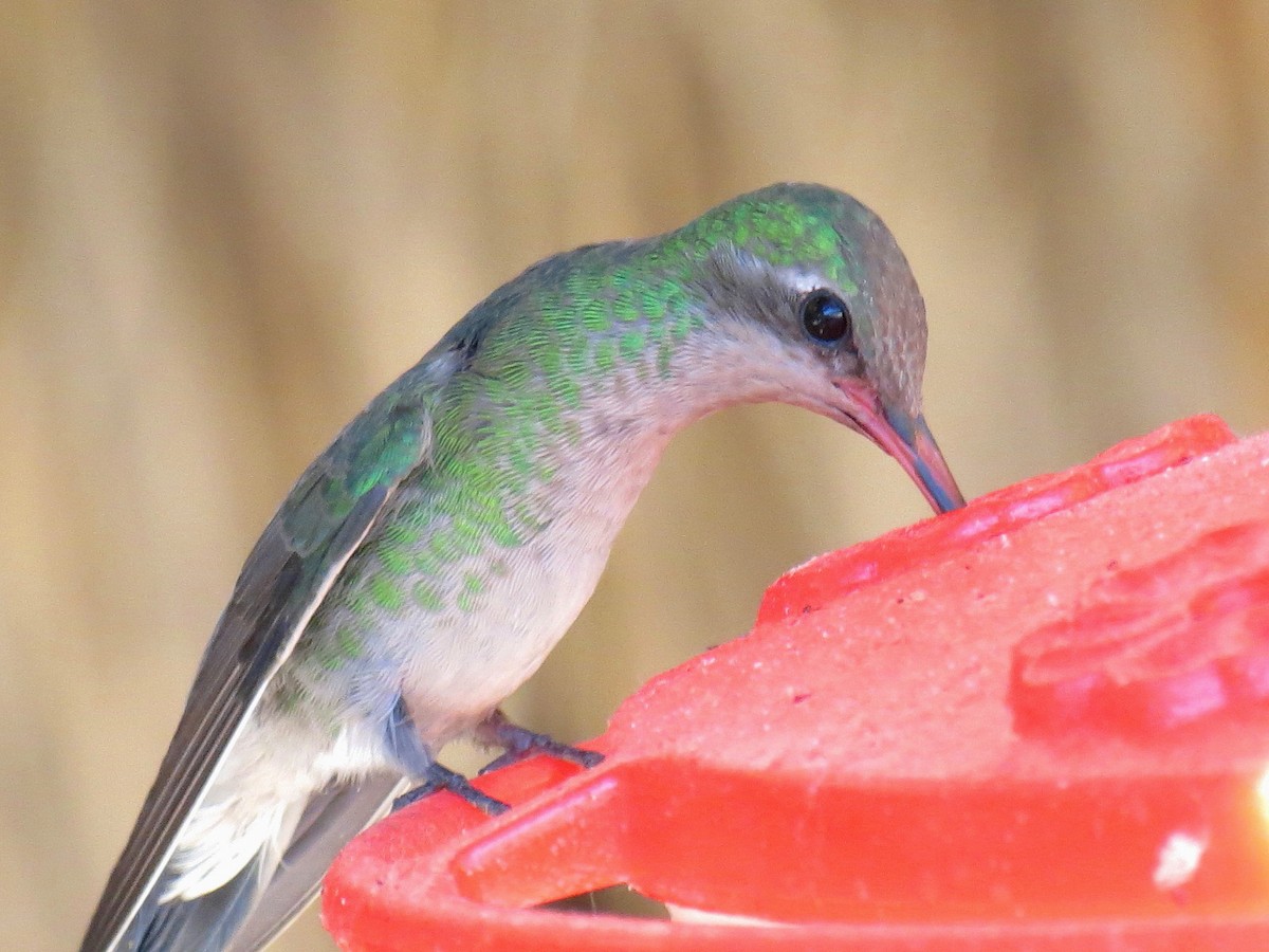 Broad-billed Hummingbird - Thore Noernberg