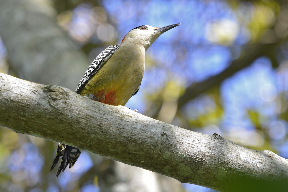 West Indian Woodpecker - Tom Heijnen