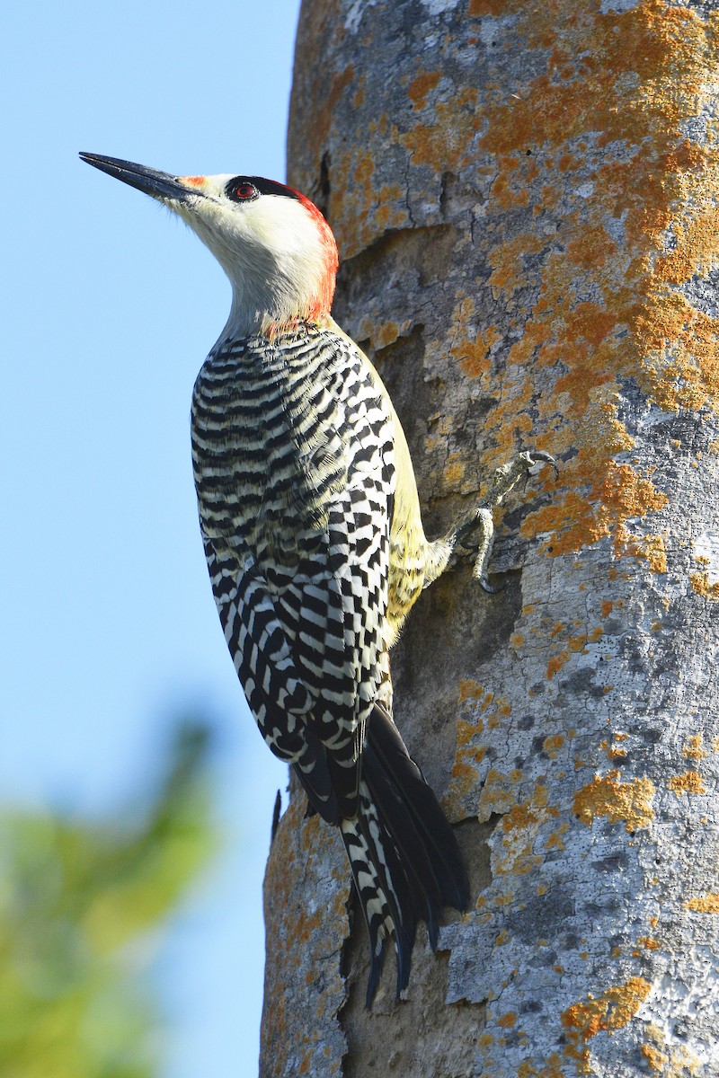 West Indian Woodpecker - Tom Heijnen